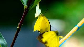 Borboleta Amarelinha - Isaar França