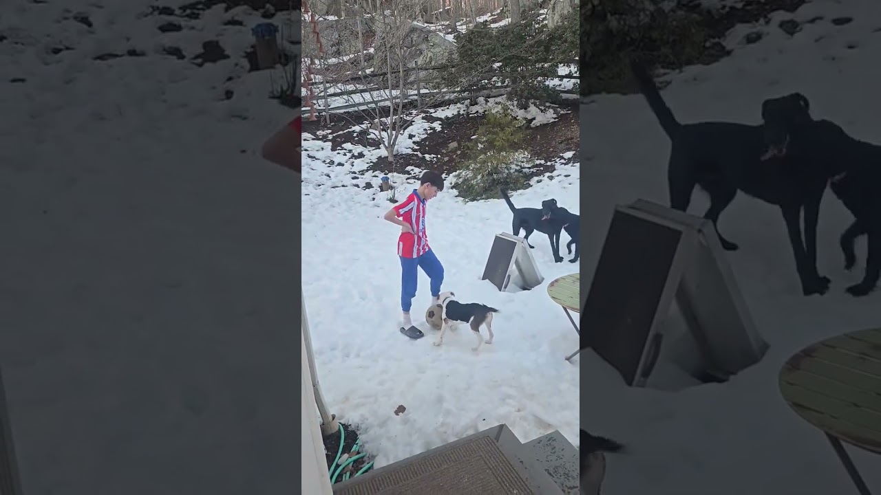 Enlarge Clover, a ADOPTABLE mixed breed in Watertown, CT video 5/5