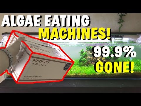 BEST Natural Algae Eaters For Aquarium (Get Rid Of Algae FAST!)