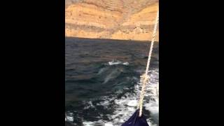 preview picture of video 'Wild dolphins in Khasab, Musandam, Oman'
