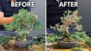 Bonsai Technique: Refining a Shohin Bonsai (Part 3): Shimpaku Japanese Juniper, 25 Years in Training