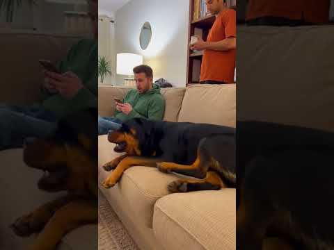 Rottweiler vs Chihuahua jumping on it#chihuahua#funnyvideos#rottweiler