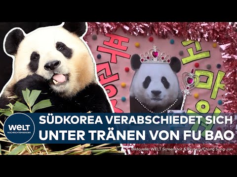 TRÄNEN IN SÜDKOREA: Tausende verabschieden sich in Seoul von Panda Fu Bao
