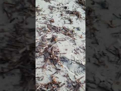 Sulla spiaggia di S. Andrea all'Elba nascono le tartarughe marine