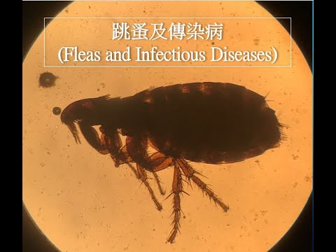 跳蚤及傳染病 (Fleas and Infectious Diseases)