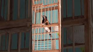 Download lagu Anis macan betina ngeriwik #kicaumanianusantara mp3 Download lagu Anis macan betina ngeriwik #kicaumanianusantara mp3