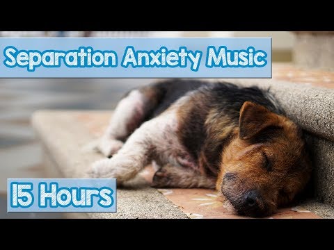 15 HOURS of Deep Separation Anxiety Music for Dog Relaxation! Helped 4 Million Dogs Worldwide! NEW!