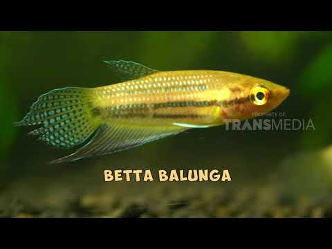 SI OTAN | SI CANTIK DARI BORNEO (09/01/18) 2-3