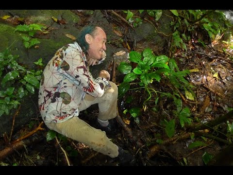 FIELD TRIP WITH PATRICK BLANC IN WEST SUMATRA - THE KINGDOM OF PENTASTEMONA EGREGIA - INDONESIA