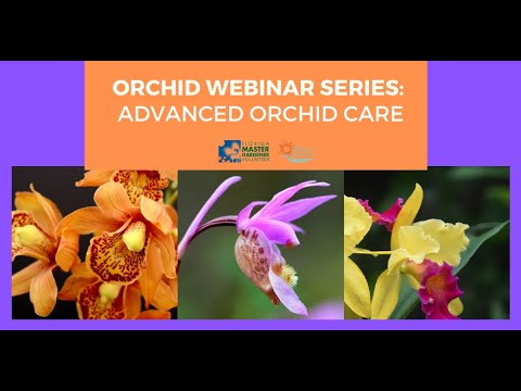Orchid Webinar Series: Advanced Orchid Care