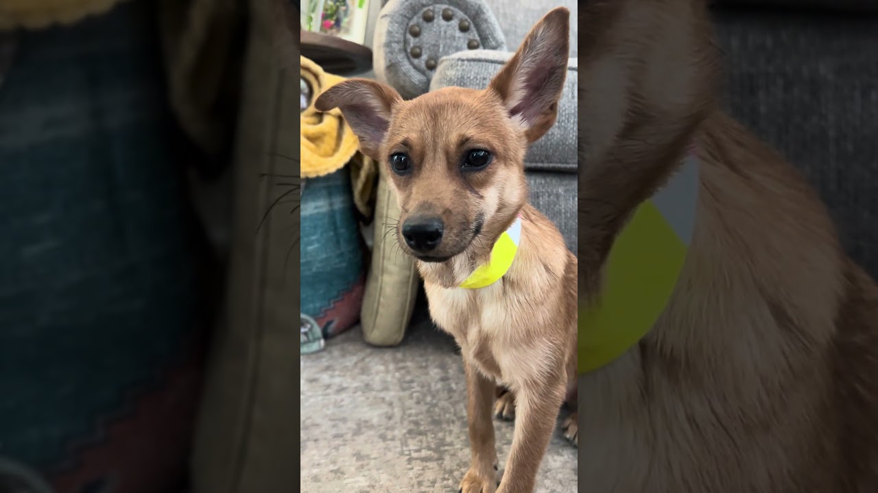 Enlarge Cali, an adopted mixed breed in Fort Collins, CO video 6/6