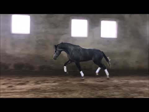 Approved stallion by Hickstead White