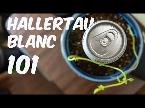 What's Hallertau Blanc?