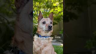Video preview image #1 Mutt Puppy For Sale in Santa Clara, CA, USA