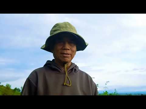 Thu hoạch mùa mì(sắn) của quê hương tôi Colhendo a temporada do trigo em minha cidade natal#quetoi @sarahalee