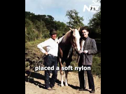 How Mister Ed Really Talked