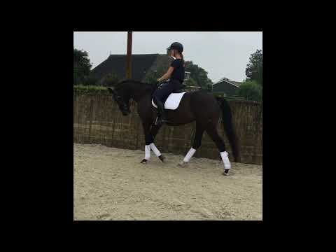 Everdale X Goodtimes