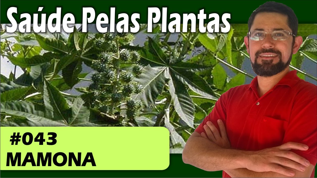 Saúde Pelas Plantas - Mamona [calvice, queda de cabelos, hemorroidas, laxante, cicatrizante]