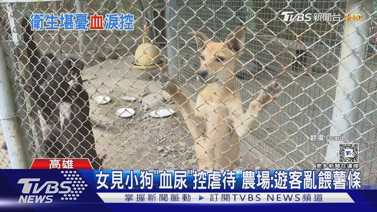 見小黑狗「血尿」控虐待　農場：遊客亂餵薯條致病