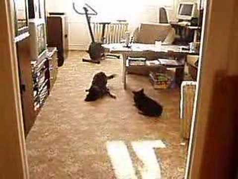 Trocha nostalgie č. 2 - chodský pes AXA