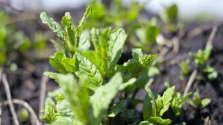The Trip for Life:  Crosby Mint Farm