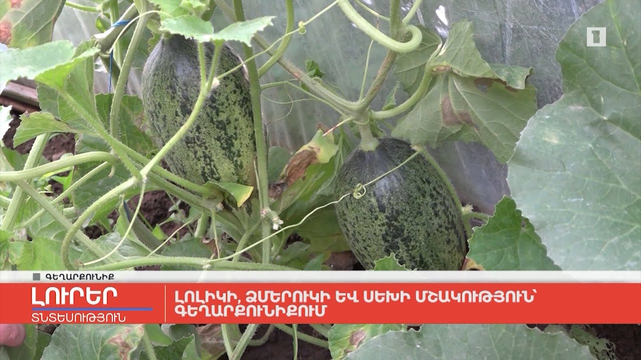 Լոլիկի, ձմերուկի և սեխի մշակություն Գեղարքունիքում