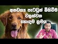බල්ලන් සහ පූසන් සඳහා සුදුසුම උපත් පාල�