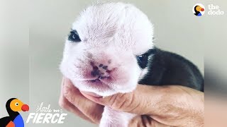 Tiny Bulldog Almost Didn't Make It — Then He Met This Kitten | The Dodo Little But Fierce by The Dodo
