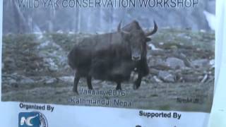 Wild yaks endangered in Nepal