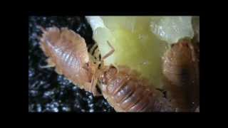 Orange Isopods