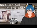 Naughty Cats Of The Week Matt Rose React