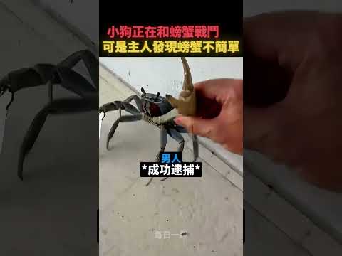 螃蟹的背景不簡單🤫