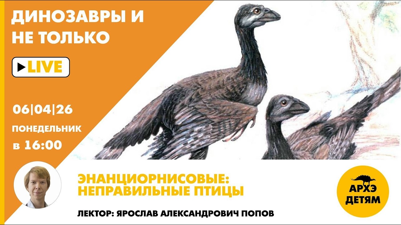 Занятие «Энанциорнисовые - неправильные птицы» рубрики "Динозавры и не толь?