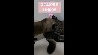 Gato Lambendo o Outro: O Amor  lindo? #shorts