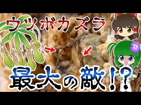 リトル・ブラウネル 植物