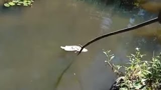 Morador mostra peixes mortos dentro do rio Piancó, em Conceição, Sertão da Paraíba