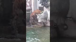 Download lagu Serunya Ngintip Harimau Mandi#shorts#harimau#seru#ngintip#viral mp3 Download lagu Serunya Ngintip Harimau Mandi#shorts#harimau#seru#ngintip#viral mp3