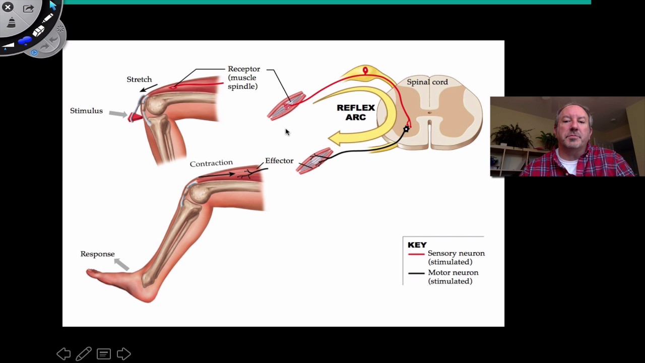 Spinal Reflexes - YouTube
