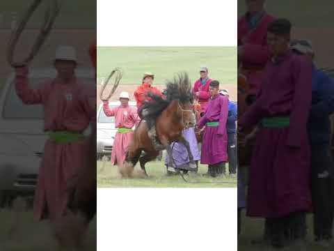 , title : 'Mongolian horse training compilation 2 #shorts'
