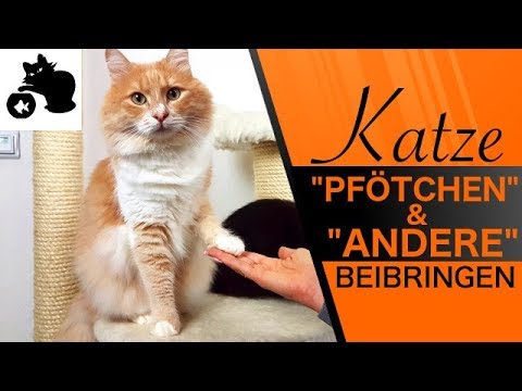 🔥Teaching your cat to give paw - Instructions - Clicker training with your cat - Teaching your ca...