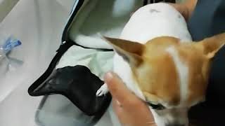 preview picture of video 'Take my chihuahua to vaccine.'