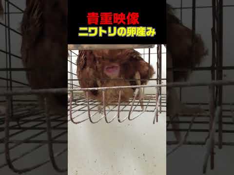 鶏が卵を食べるのですが、なぜですか?何をするか？それを避けるために取るべき6つのステップ  庭園