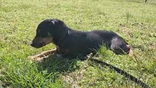 Video preview image #1 Beagle-Mountain Cur Mix Puppy For Sale in Cookeville, TN, USA