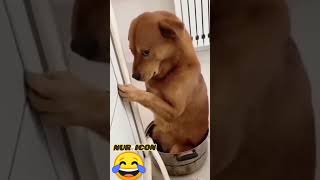 Dog funny video ? #shorts #youtubeshorts #shortsvideo