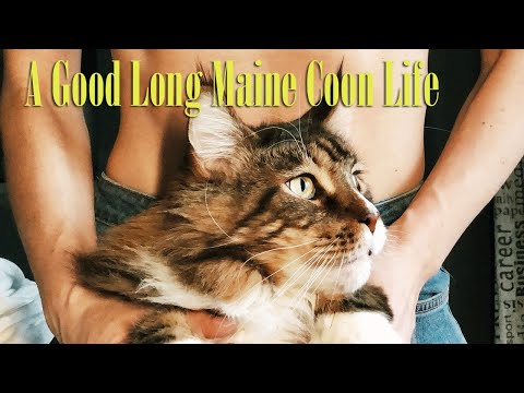 How long do indoor maine coon cats live? - Cat Facts: Maine Coon Lifespan