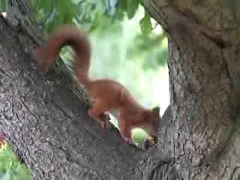 Niedliches Eichhörnchen knabbert an einer Pflaume