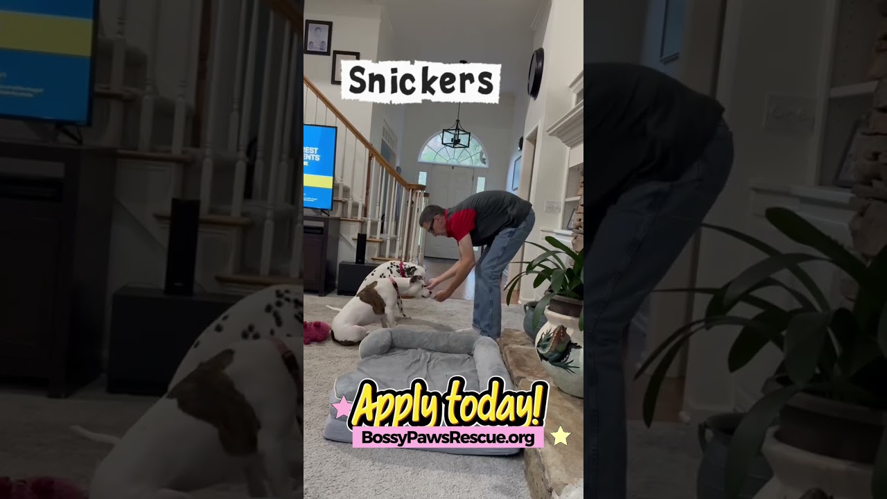 Enlarge Snickers Pie, a Adoptable mixed breed in Buford, GA video 6/6