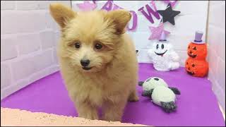 ハーフ犬の動画01
