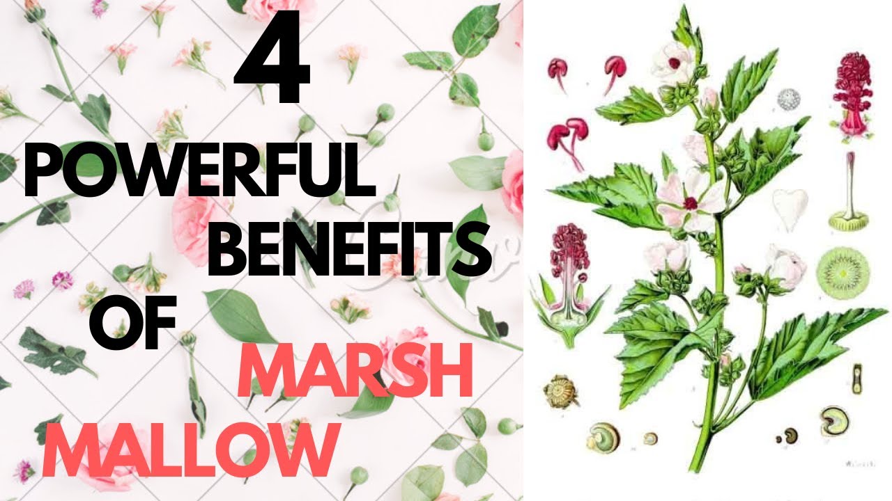 4 Powerful Benefits of Marsh Mallow