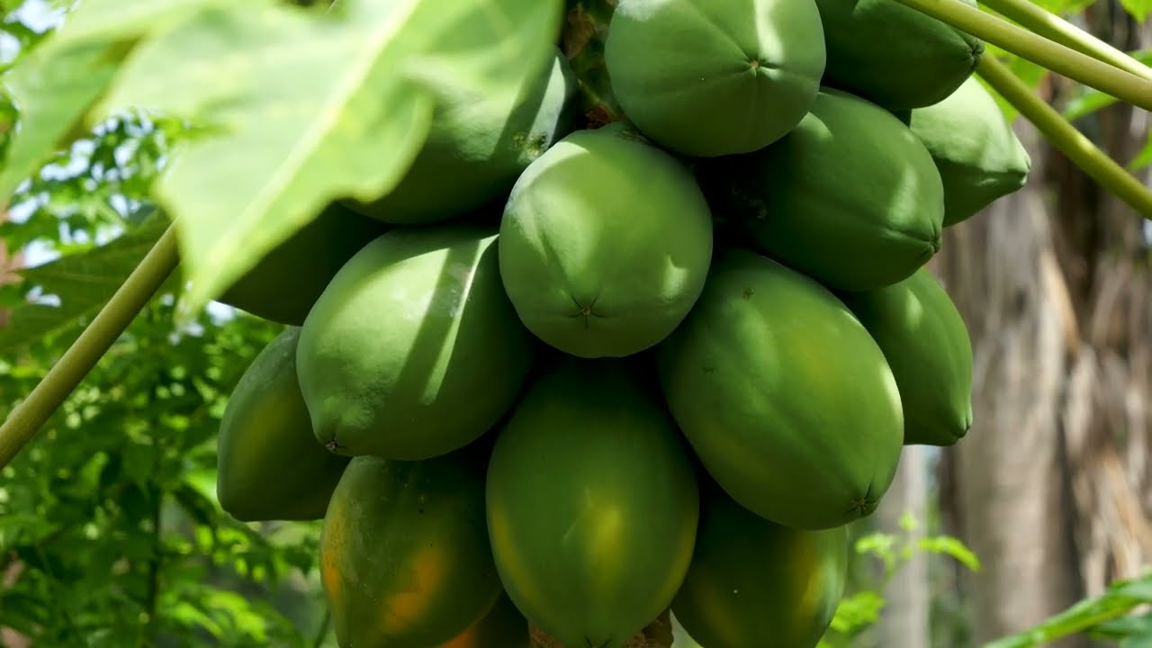 4 Tips to GROW PAPAYAS BIGGER Faster